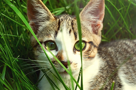 gray and white kitten thumbnail