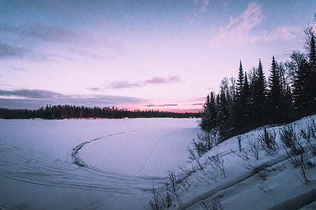 Pinus trees with snow during golden hour thumbnail