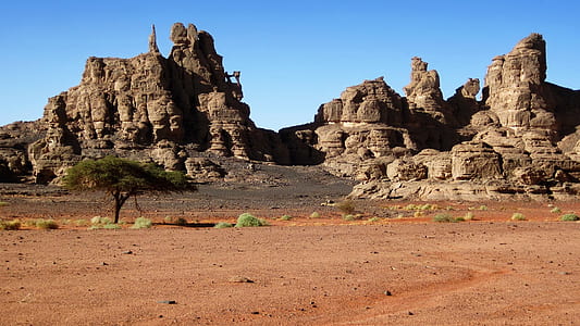 tree on desert thumbnail