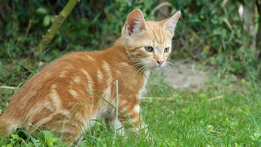 orange tabby kitten on grass field thumbnail