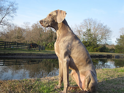 Canine Kid, Weimaraner thumbnail