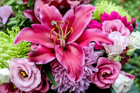 close-up photo of pink petaled flowers thumbnail