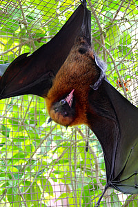 brown bat in cage during daytime thumbnail