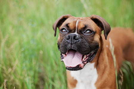 adult brown boxer standing on grass field thumbnail