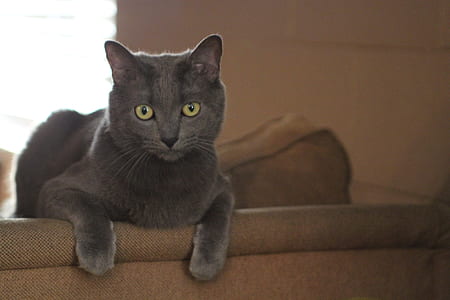 chartreux cat on brown sofa thumbnail