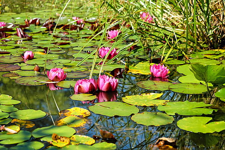 pink water lily flower on bloom at daytime thumbnail