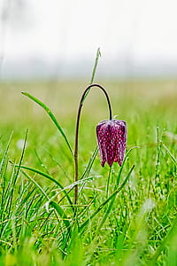purple petaled flower thumbnail