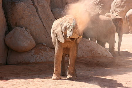 wildlife photography of elephant calf playing dust thumbnail