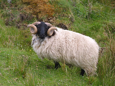 white sheep on grass thumbnail