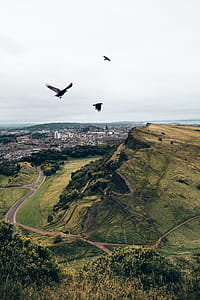 Crows Fly Over Hills Photo thumbnail