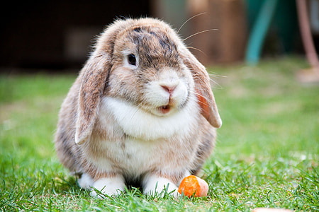 brown and white rabbit with carrots graphic wallpaper thumbnail