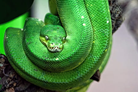 focus photo of green snake thumbnail