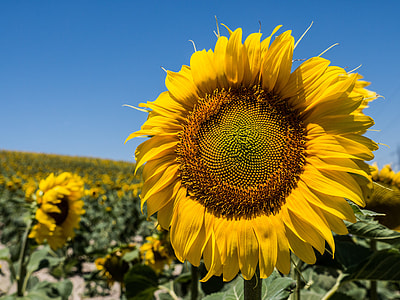 photo of sunflower during daytime thumbnail
