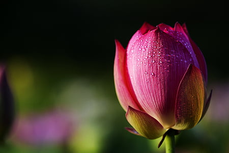 selective focus photo of pink rose thumbnail