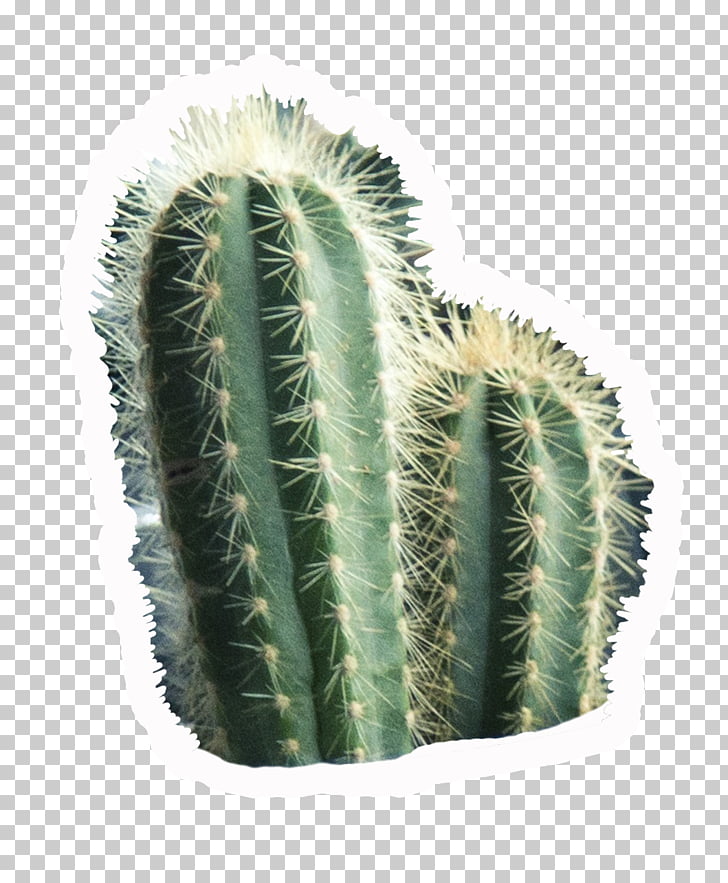 Cactus Drawing Png - Carinewbi