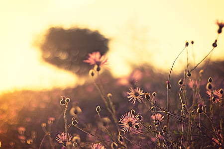 light, dawn, landscape, nature thumbnail