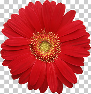 Transvaal daisy Common daisy , Red Gerber Daisy , red Gerbera daisy closeup photography PNG clipart