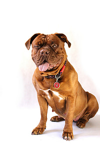 adult tan and white American bully puppy thumbnail