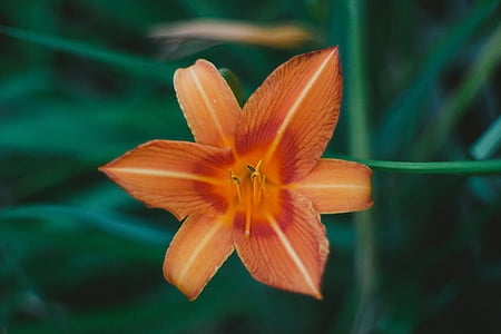 orange Lily flowert thumbnail
