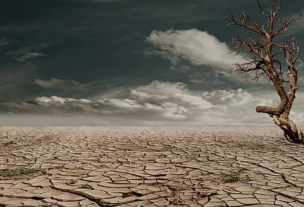 no leaf tree stands on crack soil at daytime thumbnail