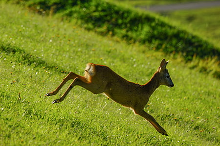 brown deer on green field thumbnail