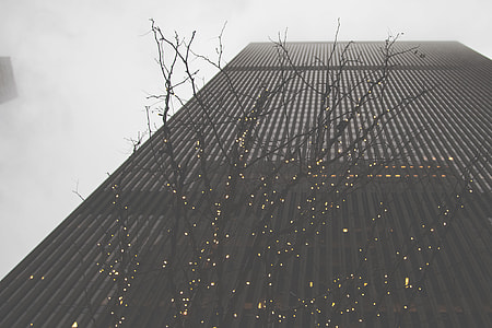 Tree and skyscraper thumbnail