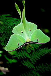 luna moth perched on green leaf plant in closeup photography thumbnail
