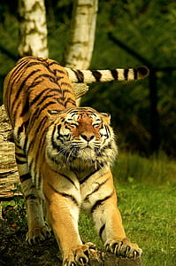 nature, animal, grass, blur thumbnail