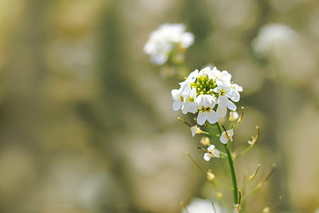 Selective Focus of White Cluster Flowers thumbnail