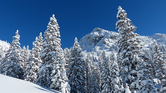 forest covered with snow during daytimne thumbnail