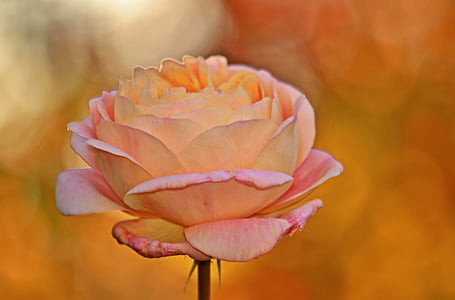 pink rose in bloom close up photo thumbnail