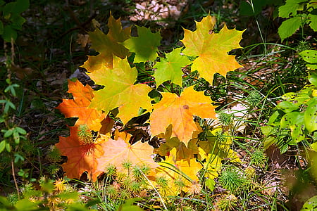 photo of maple leaves thumbnail