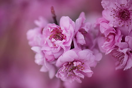 nature, flowers, petals, blur thumbnail