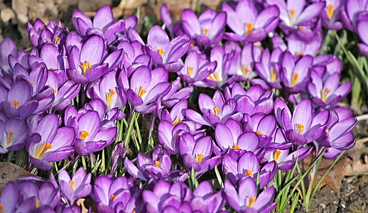 closeup photo of pink petaled flowers thumbnail