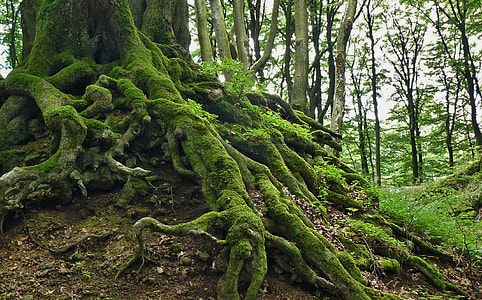 moss-covered tree trunk surrounded with trees at daytime thumbnail
