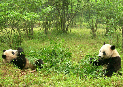 two Panda sits on grass while eating at daytime thumbnail