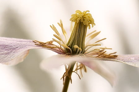 white and purple petaled flower thumbnail