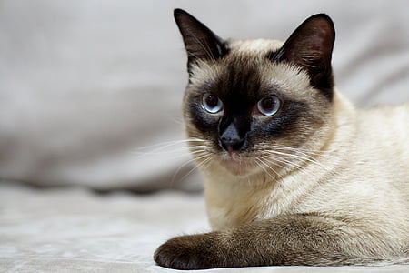 Siamese cat thumbnail