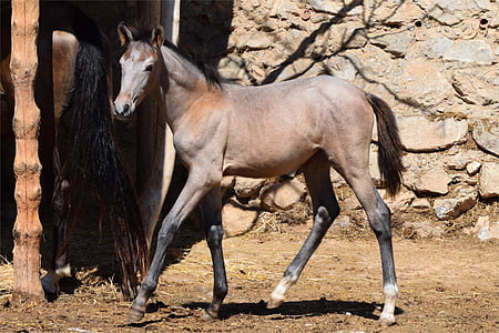 brown horse near brown post thumbnail