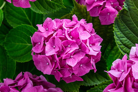 pink hydrangeas thumbnail