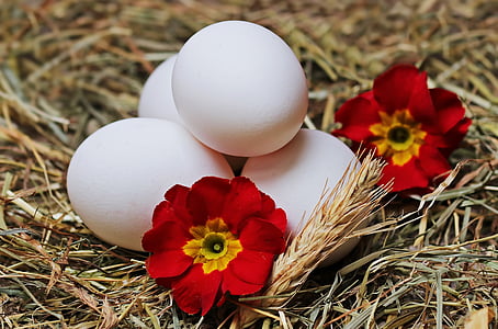 four white eggs and two red flowers on brown grass thumbnail
