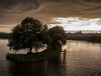 green leafed tree on body of water thumbnail