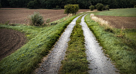 road pathway surrounded by grasses thumbnail