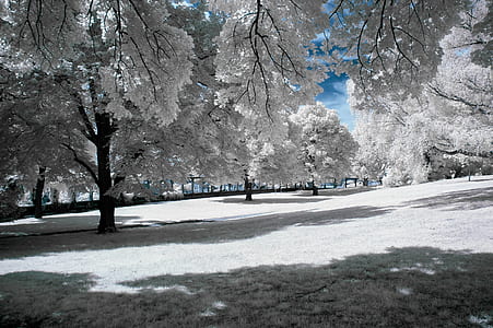 white and gray trees during winter thumbnail