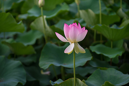 macro shot of pink petaled flowers during daytime thumbnail