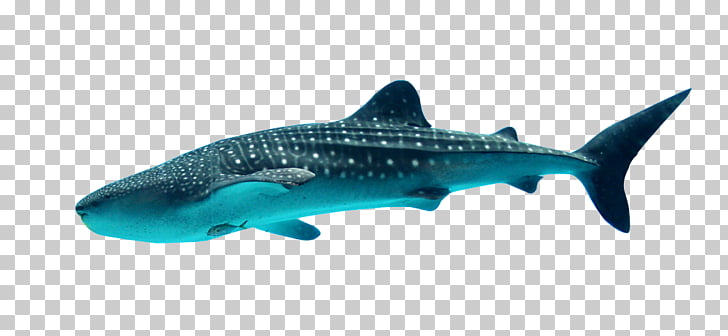 Basking Shark Plankton Gill Raker Fish Fish Png Clipart Free