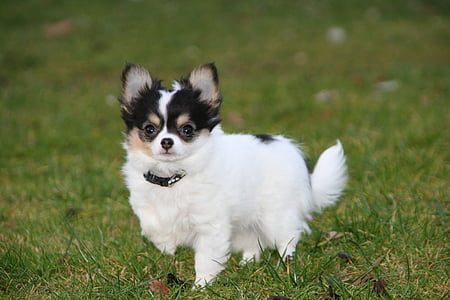 wirehaired black and white Chihuahua puppy thumbnail