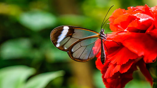 selective focus photography of glasswing butterfly on red flower thumbnail
