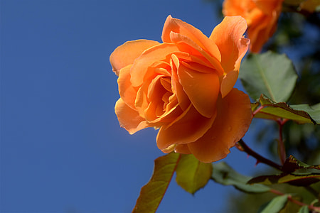 selective focus photography of orange rose flower thumbnail