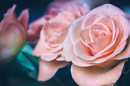 pink flowers thumbnail
